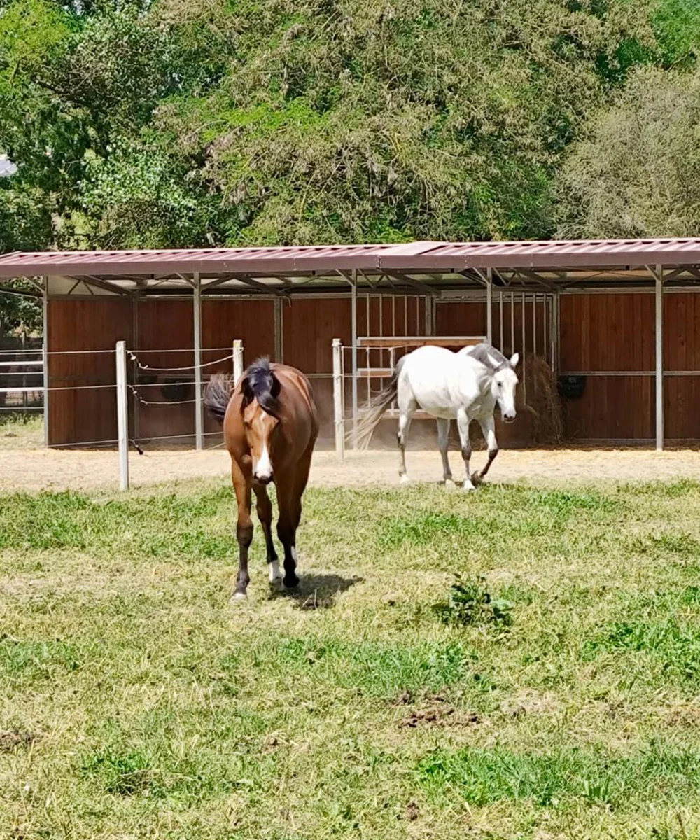 Strutture per paddock e recinzioni