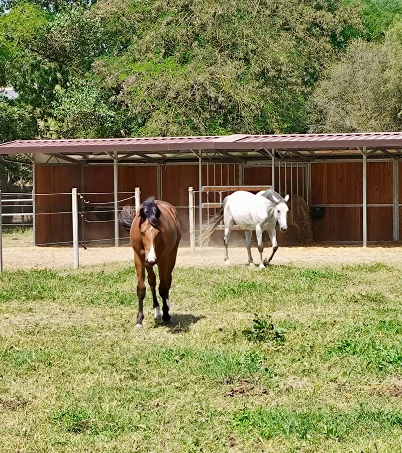 Immagine strutture per paddock e recinzioni