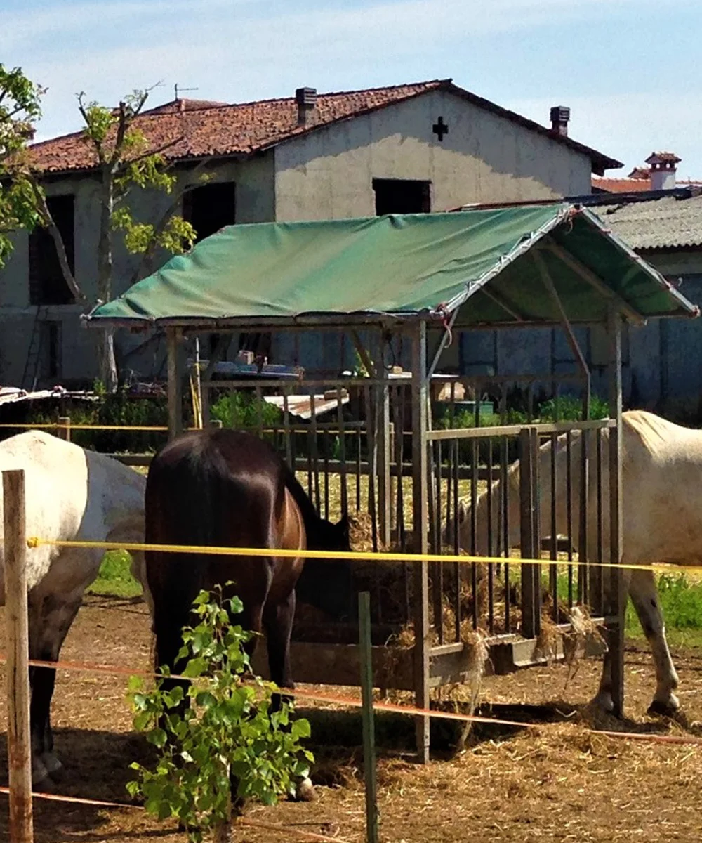Portafieno