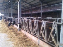 Stalla per bovini 01