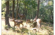 06- giovani cervidi nursery 